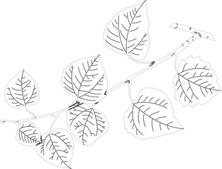 Small Linden Twig with Leaves and Buds