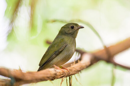 A Blue backed Manakin sitting on a branch