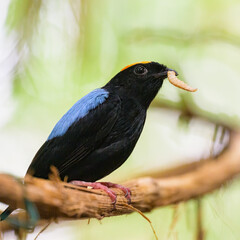 A Blue backed Manakin sitting on a branch