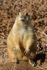 close up of  a black-tailed prairie dogs standing at his burrow at the rocky mountain arsenal wildlife refuge in commerce city, near denver, colorado   