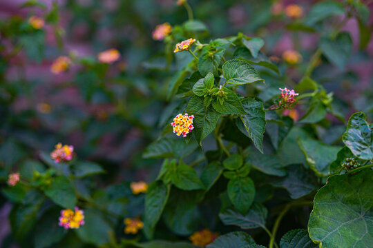 Multicolored West Indian Lantana Flowers Blooming In The Garden, Lantana camara (common lantana)