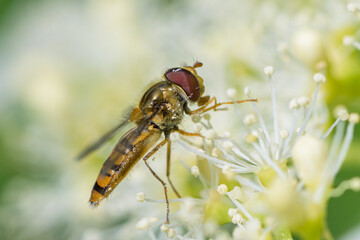 A marmalade hoverfly feeding on a flower