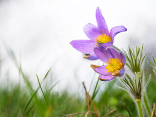 Spring flowering Pulsatilla Vulgaris purple flowers also known as Pasque Flowers - 763827421
