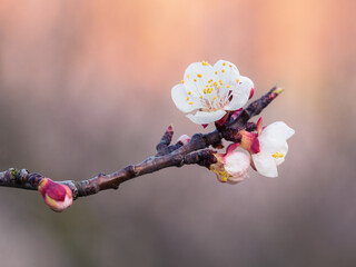Apricot tree blossom - 763827422