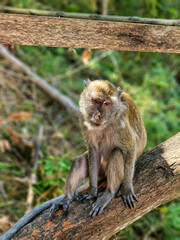 monkey sitting on a tree
