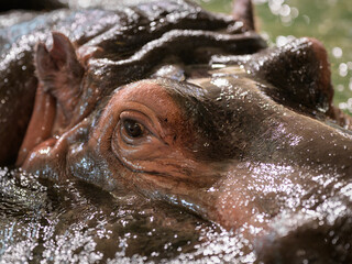 Closeup portrait of a Hippo in a zoo