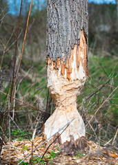 Trunks of trees on the shore of the lake gnawed and felled by a beaver - 763827626