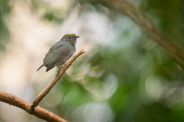 A Blue backed Manakin sitting on a branch