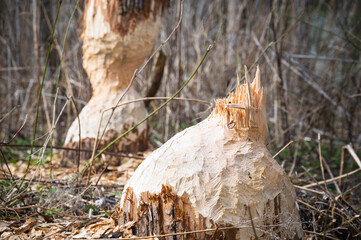 Trunks of trees on the shore of the lake gnawed and felled by a beaver - 763827687