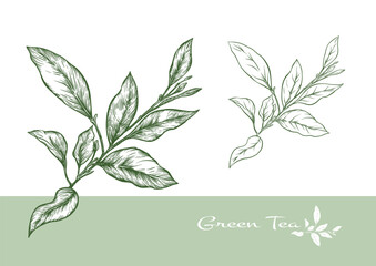 Branch with leaves of green tea. Clip art, set of elements for design Vector illustration. In botanical style
