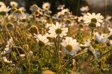 Springtime on the Lycian Way, Berzigan, Turkey