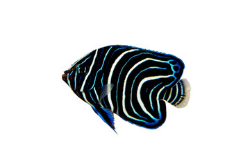 サザナミヤッコの幼魚　白バック