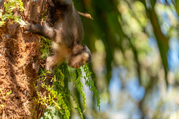 Curious Capuchin Monkey Exploring a Tropical Tree