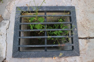 rain drain on the paving floor at public place with weeds growing under. Green weeds growing...