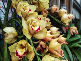 Cymbidium Orchid in blooming