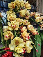 Cymbidium Orchid in blooming