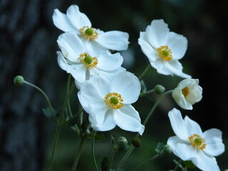 Fleurs blanches