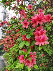 Fototapeta na wymiar Rhododendron spp or Azalea flowers are a type of flower with striking and varied colors.
