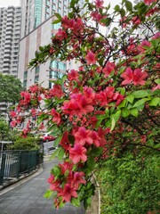Rhododendron spp or Azalea flowers are a type of flower with striking and varied colors.