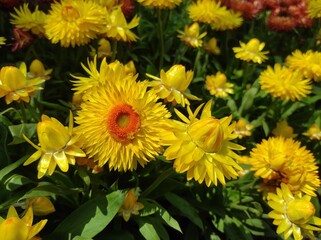 Xerochrysum bracteatum, commonly known as the golden everlasting or strawflower
