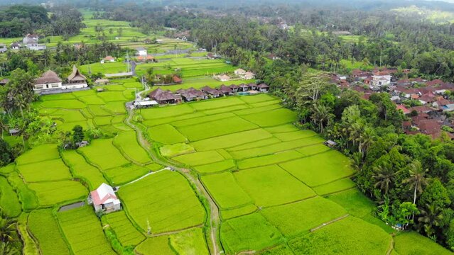 small traditional Bali huts nestled amidst the rice paddies. Scenic aerial shot with the idyllic rural landscape of Bali island, Indonesia.