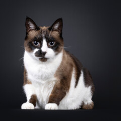 Senior Snowshoe cat, sitting up facing front. Looking to camera. melanoma in eye. Isolated on a black background.