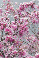magnolia blossoms on a background of the sky. plant species.spring season,magnolioideae,beautiful pink magnolia background, spring in the air, beauty background with flowers 