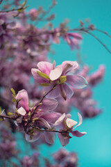 Magnolia on a blue background. A blooming pink magnolia on a blue background, blooming pink magnolia tree,Magnolia blossomed on sky background. Beginning of spring 