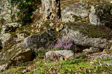 Archaeological site of the historical roman ruins of Citania de Briteiros near Guimaraes and Braga,...