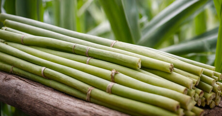 Close-up of fresh sugarcane stalks, showcasing the raw natural texture of the crop used in food and drink production