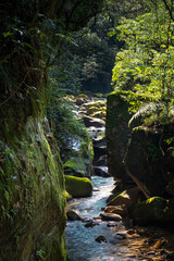 Gorgeous canyon full of fern on the rocks, stream flowing gently, and sunlight shine on the plants and river, focus on the foreground rocks, background out of focus in purpose, in Keelung, Taiwan.