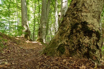 The forest of the Carpathian Mountains in Romania