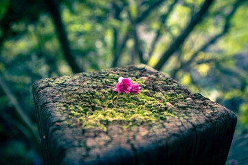 Cherry blossom flowers laying on the wooden railing full of moss, focus on the foreground flowers,...