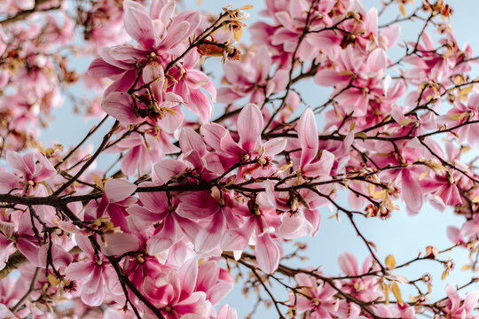magnolia blossoms on a background of the sky. plant species.spring season,magnolioideae,beautiful pink magnolia background, spring in the air, beauty background with flowers 