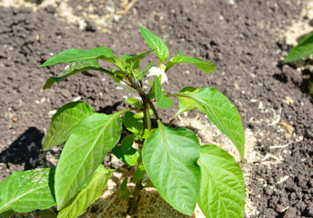 a pepper plant with white flowers and green leaves isolated in the garden 