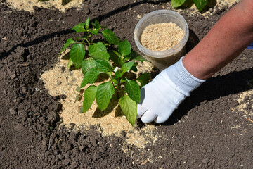 a person fertilizing pepper and holding a container of sawdust