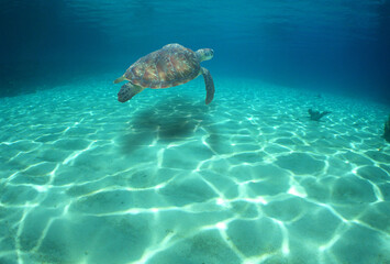 a beautiful green turtle swimming in the crystal clear waters of the Caribbean Sea