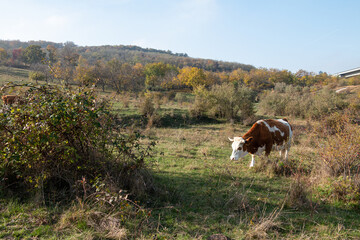 Cow on the hill in the bushes.