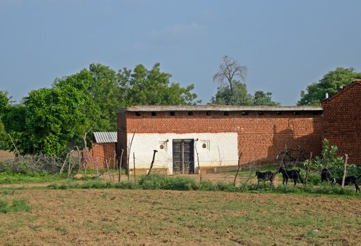 Scenic grassy field featuring a brick hut and a small group of goats.