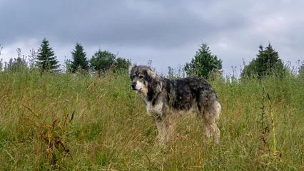 Fotobehang old herder dog in the Carpathian Mountains © hecke71