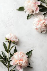 Delicate lush  flowers white peonies on white background