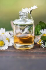 arrangement of a bottle of essential oil and daisies with fresh mint leaf on a wooden table - 763852232