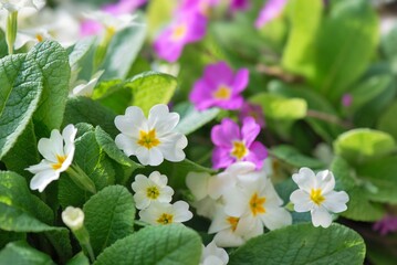 closeup of  fresh and beautiful white and pink primrose flowers in a garden - 763852236