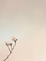 Pastel Serenity: Cherry Blossom Whisper. A cherry blossom branch delicately graces the pastel expanse of dawn's early light, exuding a serene simplicity.