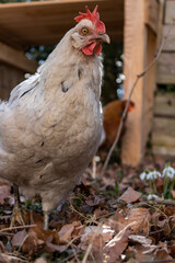 Schöne Henne schaut in die Kamera