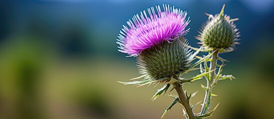Obraz premium Purple flower with white tips blooming on stem