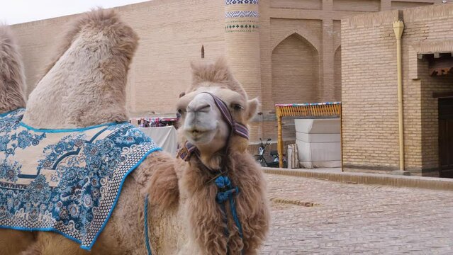 Central Asian camel covered with an oriental pattern blnket in front of the Oldmadrasah in Khiva, Itchan kala, Uzbekistan. The camel attracts the attention of tourists.