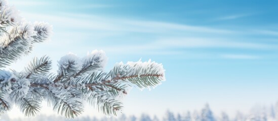Snow-covered pine branches under blue sky