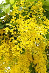 Cassia fistula flower on tree