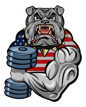 Head and strong hand of angry English bulldog. Gym club